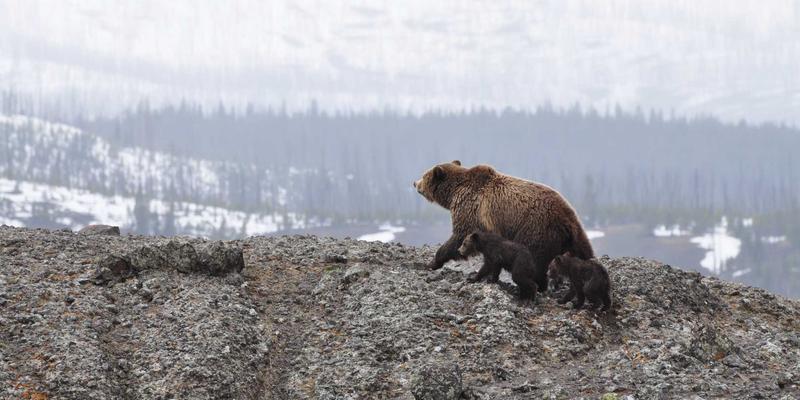 黄金月线图上的ENE轨道:捕捉数年一遇的宏观趋势与战略布局良机